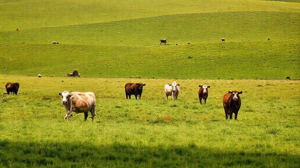 Mato Grosso Eleva a Exportação de Carne Bovina: Descubra os 3 Fatores que Transformaram o Setor em um Potência Global!