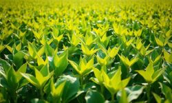 Descubra Como Chuvas Favoráveis Impulsionam o Plantio de Soja no Brasil e Transformam a Produção Agrícola!