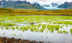 Descubra os Segredos do Salmão Patagônico: 7 Fatores que Transformam a Gastronomia Brasileira