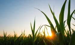 Açúcar em Excesso: 5 Estratégias da Índia para Salvar Produtores e Impactar o Mercado Global