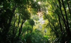 Transforme a Floresta em Ouro: Como a Preservação Pode Render Milhões e Revolucionar a Sustentabilidade