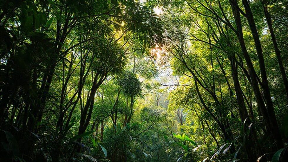 Transforme a Floresta em Ouro: Como a Preservação Pode Render Milhões e Revolucionar a Sustentabilidade