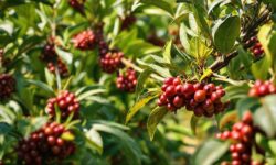 Café em Queda: Descubra os Desafios e Oportunidades da Safra no Vietnã e na Indonésia!