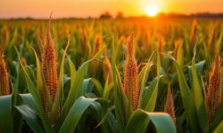 Impacto da Queda na Safra de Milho: Como a Estabilidade da Soja Pode Transformar o Cenário Agrícola Brasileiro