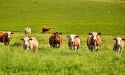 Como Três Gerações Transformam a Pecuária Cometa em um Modelo de Sucesso e Inovação