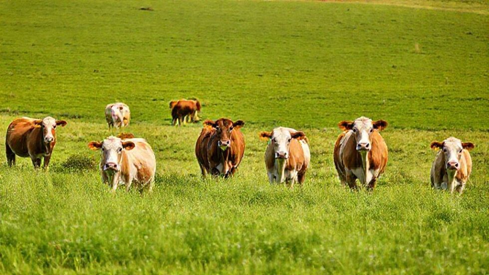 Como Três Gerações Transformam a Pecuária Cometa em um Modelo de Sucesso e Inovação