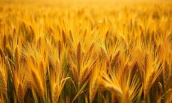 Exportações de Grãos: 3 Insights Surpreendentes que Aceleram o Agro Brasileiro!