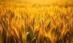 Revolução na Agricultura: Como a China Superou Barreiras e Alcançou a Autossuficiência em Grãos