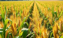 Desafios e Oportunidades: 7 Estrategias para Maximizar a Rentabilidade do Milho no Paraná