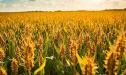 Oportunidade ou Risco? O Leilão de Soja da Sinograin que Pode Transformar o Mercado Global