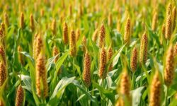 Soja e Biodiesel: O Combustível que Impulsiona o Crescimento Econômico e Gera Milhões de Empregos!