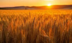 Desafios Climáticos: Como a Queda na Safra de Trigo Está Transformando a Agricultura no Rio Grande do Sul?