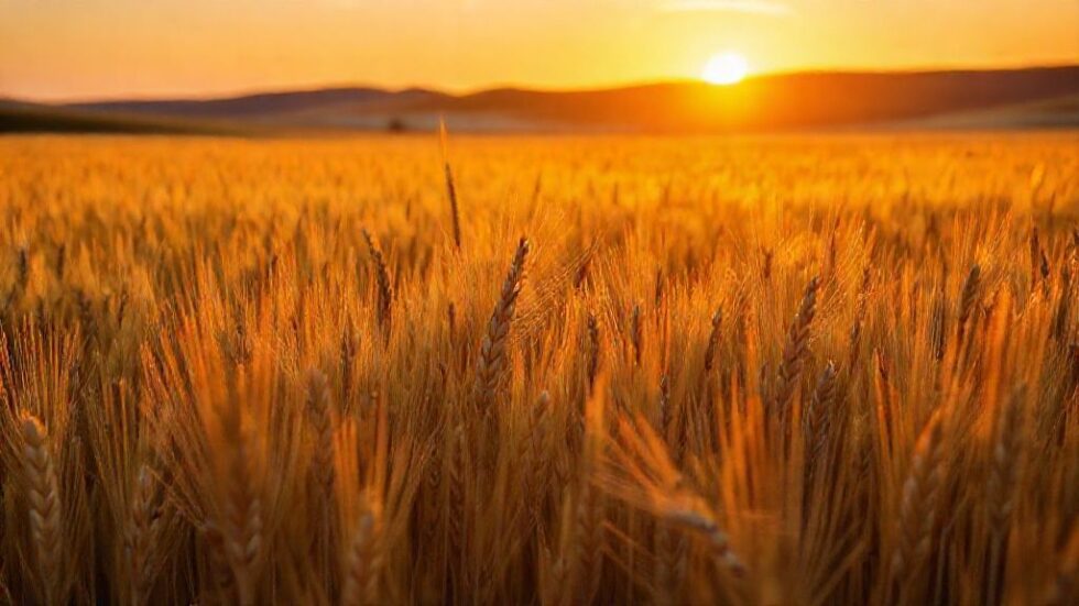 Desafios Climáticos: Como a Queda na Safra de Trigo Está Transformando a Agricultura no Rio Grande do Sul?