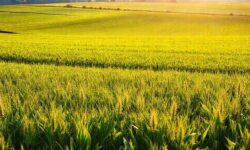 5 Oportunidades Imperdíveis para o Agro Brasileiro em um Mundo em Transformação