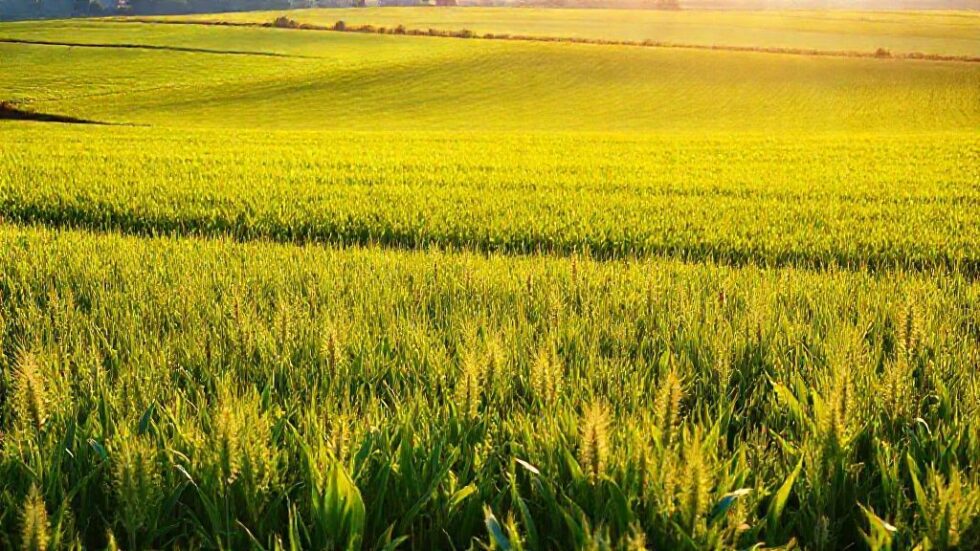 5 Oportunidades Imperdíveis para o Agro Brasileiro em um Mundo em Transformação