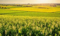 A Crise Que Assola o Agronegócio: 5 Alertas Sobre o Crescimento da Recuperação Judicial e a Seletividade do Crédito