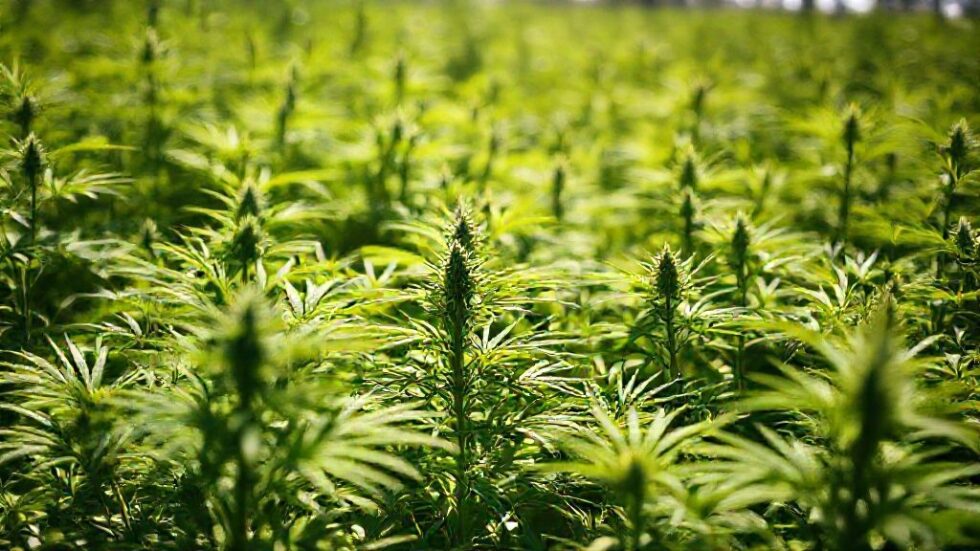 5 Motivos Para Investir na Revolução da Cannabis: A Nova Onda de Oportunidades No Mercado Brasileiro e Internacional