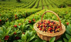 Café Brasileiro à Beira do Colapso: 5 Fatos Alarmantes Sobre a Crise Nos Portos que Você Precisa Conhecer