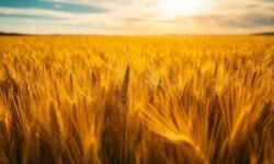 Argentina Surpreende com Previsão de Safra Histórica de Trigo: O Que Isso Significa para o Mercado Global?