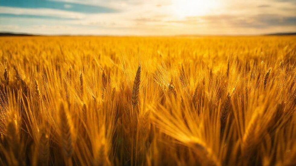 Argentina Surpreende com Previsão de Safra Histórica de Trigo: O Que Isso Significa para o Mercado Global?