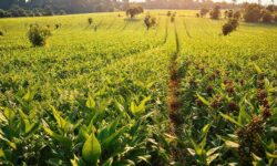 Aumente Sua Riqueza: Agronegócio Brasileiro Supera US$ 13,4 Bilhões em Novembro com Exportações Surpreendentes!