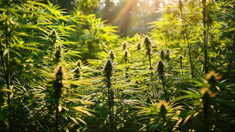 A Revolução da Cannabis: 5 Benefícios Inesperados da Nova Classificação e Seus Impactos na Saúde e Economia dos EUA