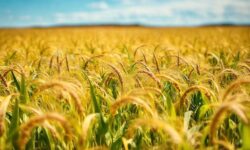 Greve de 24 Horas no Setor de Oleaginosas: O Que Está em Jogo para o Futuro do Agronegócio Argentino?