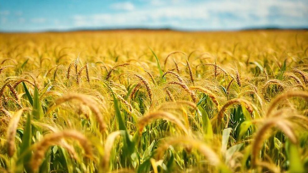 Greve de 24 Horas no Setor de Oleaginosas: O Que Está em Jogo para o Futuro do Agronegócio Argentino?