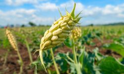 Agricultura Resiliente: Como o Rio Grande do Sul Transformou Desafios Climáticos em Oportunidades Sustentáveis