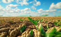 Expectativas de colheita sólida de soja e milho podem não impulsionar PIB e aliviamento da inflação no agronegócio brasileiro