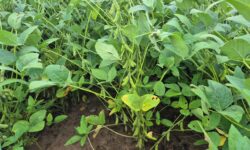 Identificada primeira ocorrência de Ferrugem Asiática na safra 2025/26