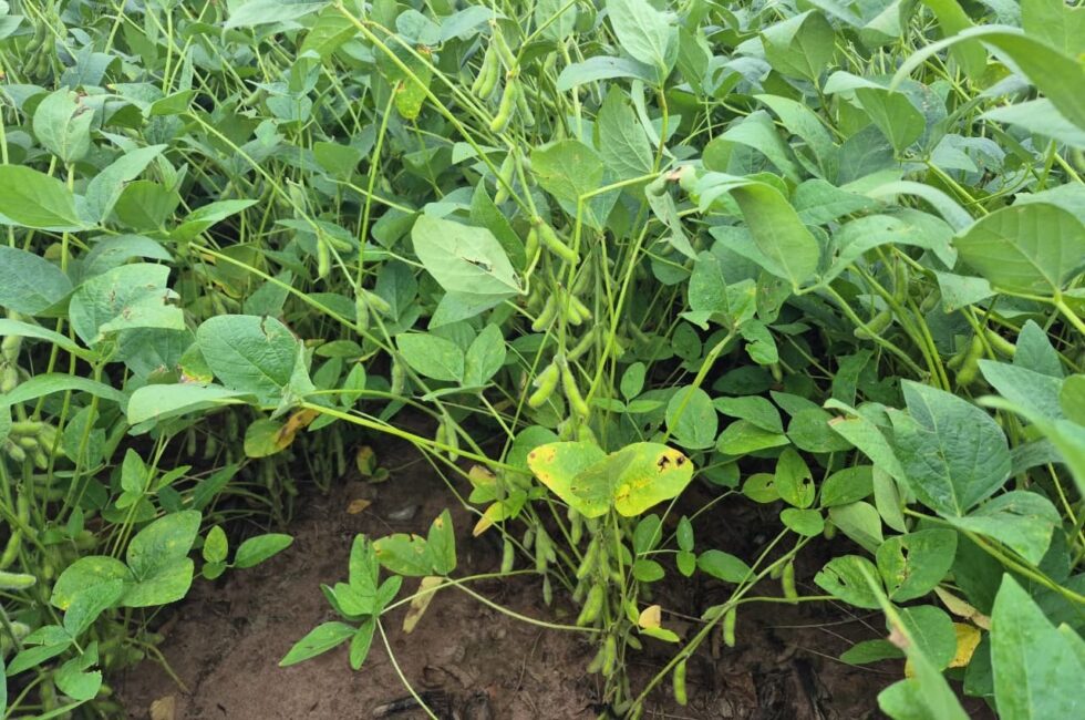 Identificada primeira ocorrência de Ferrugem Asiática na safra 2025/26