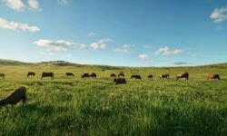 Revelações Surpreendentes: Como o Brasil Transformou Suas Exportações de Carne Bovina em um Fenômeno Global