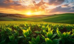 Desmatamento em Risco: Como o Fim da Moratória da Soja Pode Desestabilizar o Agronegócio e o Meio Ambiente no Brasil