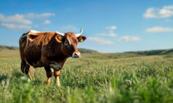 Revolução na Pecuária: Como as Raças Taurinas Transformaram a Carne Brasileira em um Produto Premium