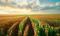 China Intensifica Compras de Soja dos EUA: 10 Fatores que Podem Transformar o Mercado Global