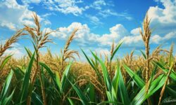 Queda Surpreendente na Produção de Açúcar e Etanol: Os Desafios que o Setor Enfrenta!