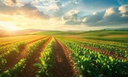 Transformação Radical na Embrapa: Como a Inovação e Novas Parcerias Estão Garantindo o Futuro do Agro Brasileiro