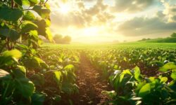 Demanda interna em alta: a surpreendente transformação nas exportações de soja do Brasil