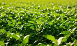 Revolucione sua produção agrícola: 5 inovações do Dia de Campo que você não pode ignorar!