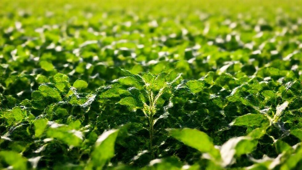 Revolucione sua produção agrícola: 5 inovações do Dia de Campo que você não pode ignorar!