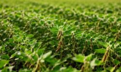 Descubra as 60 Inovações em Soja que Podem Transformar sua Colheita e Garantir Sucesso!