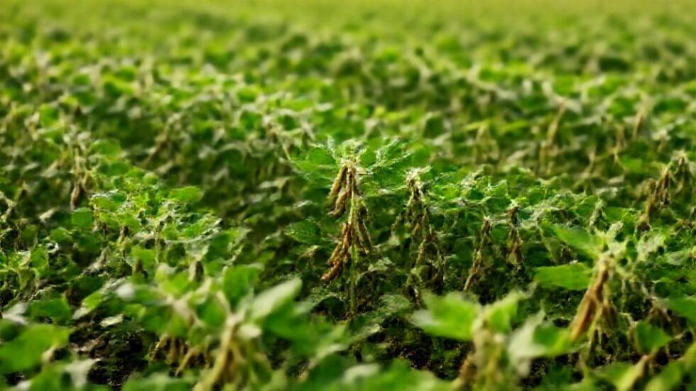 Descubra as 60 Inovações em Soja que Podem Transformar sua Colheita e Garantir Sucesso!